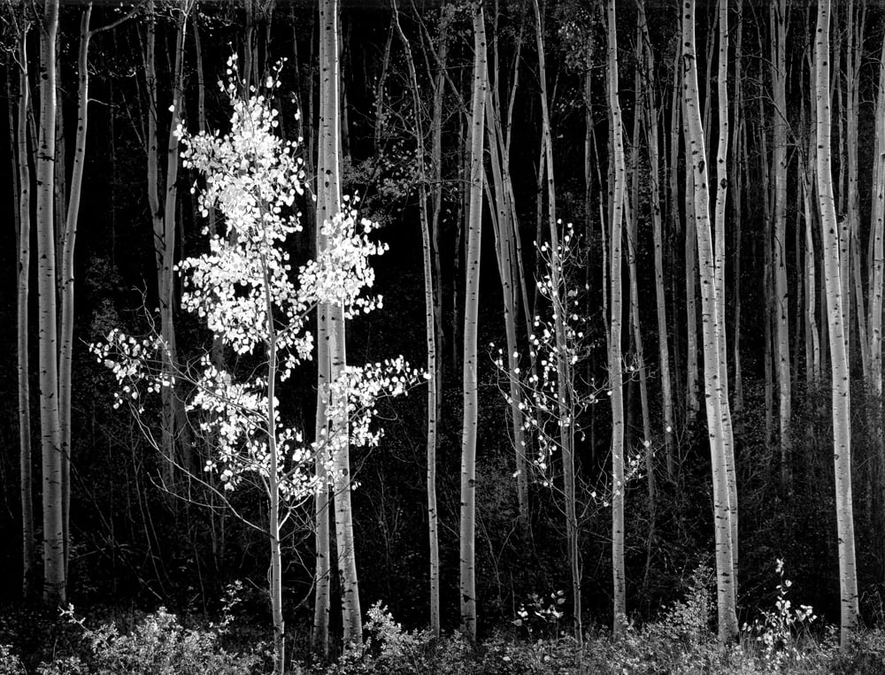 Ansel Adams. Aspens, Northern, New Mexico, 1958. Gelatin silver print, 1975. Image courtesy of Alan Klotz Gallery, New York NY