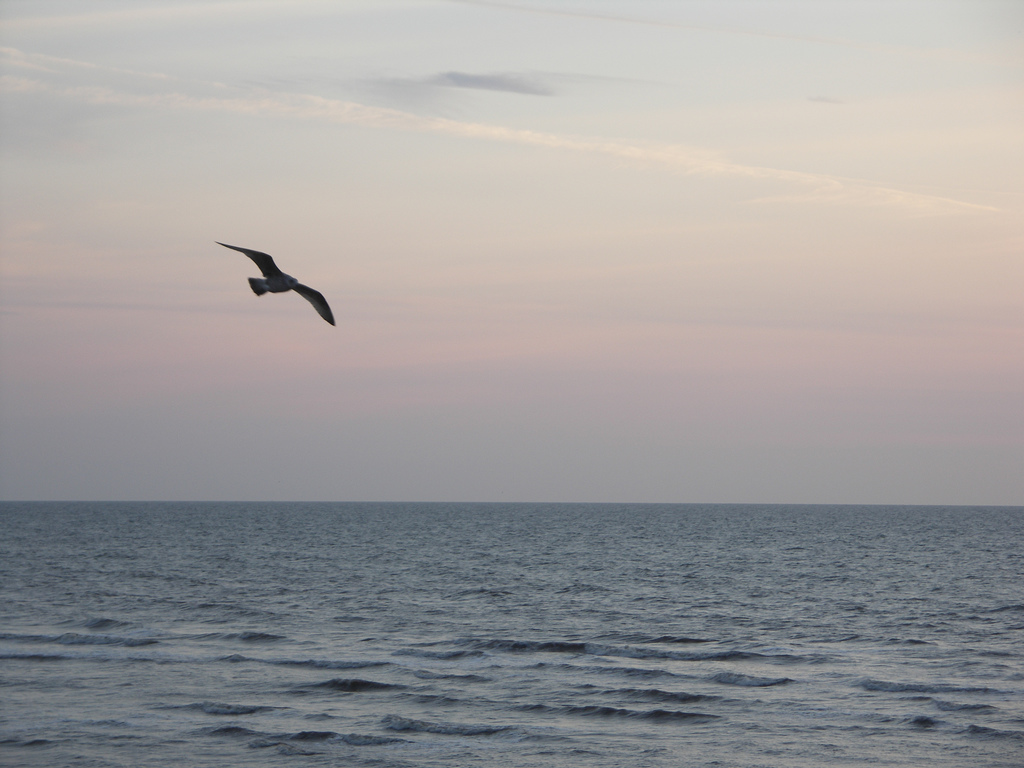 Seagull at Blackpool North Shore Sunset by Henry Brett . CC BY-2.0 via Flickr