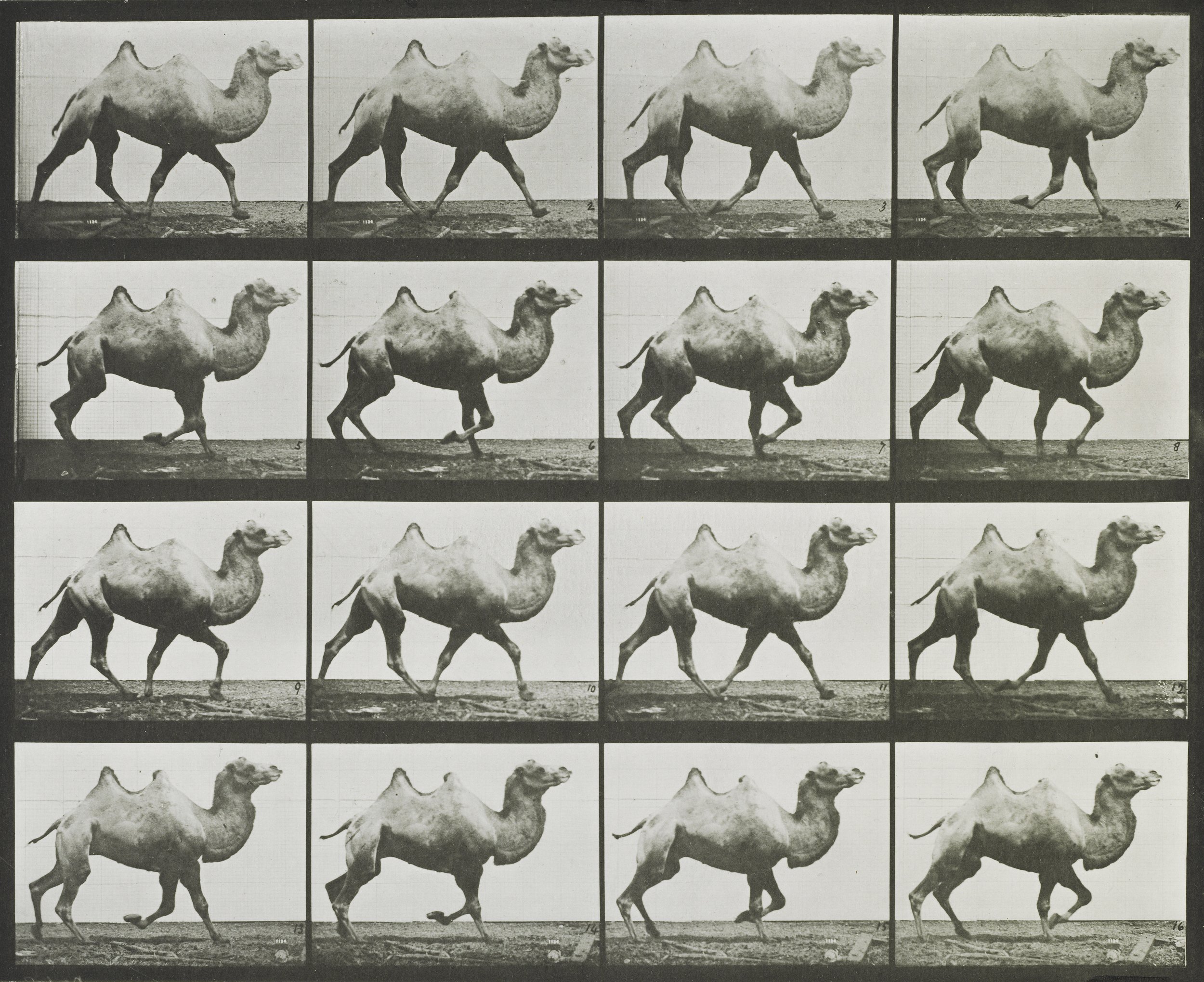 Eadweard Muybridge (1830-1904) Man performing a handstand on stairs 1887 Collotype © Victoria and Albert Museum, London