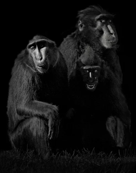 Animal Studies, Elliot Ross