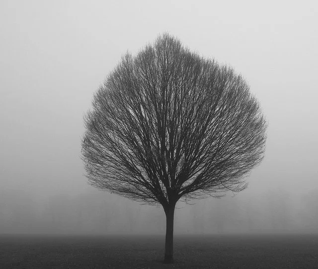 Photography Comps &amp; Opps - December/Early Jan Deadlines