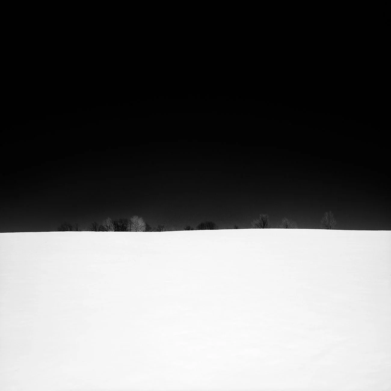 TreeLineinSnow.jpg