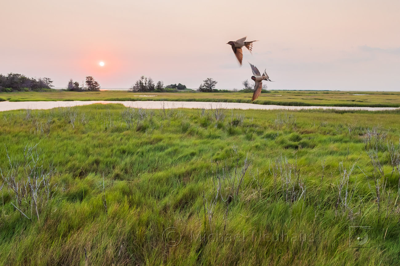 barn swallows in flight