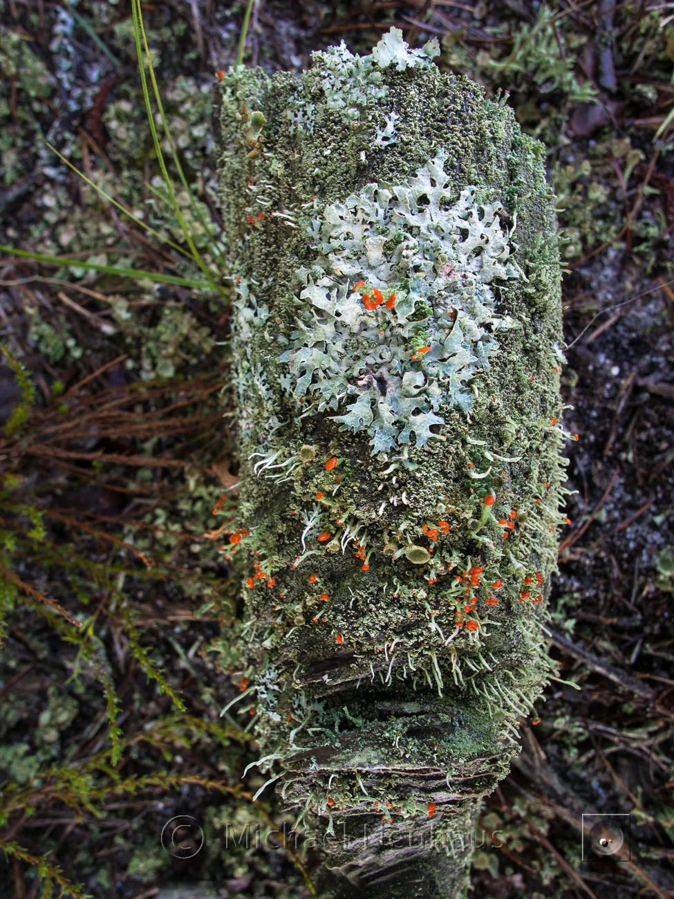 lichen mask