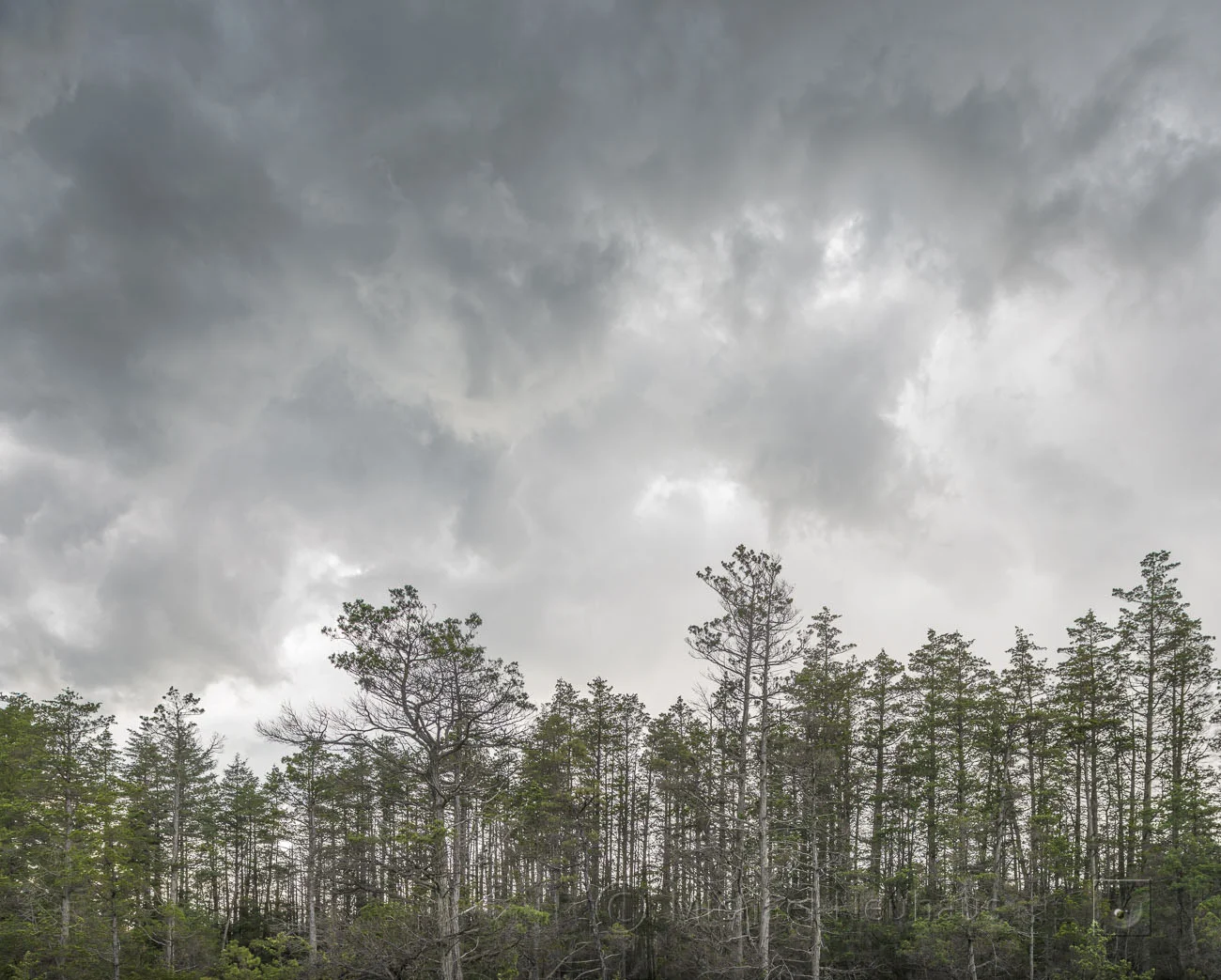 storm clouds over cedar bog
