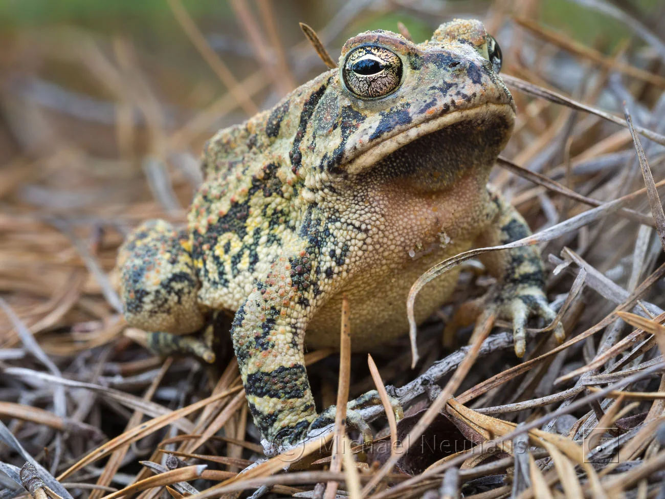 fowlers toad attitude