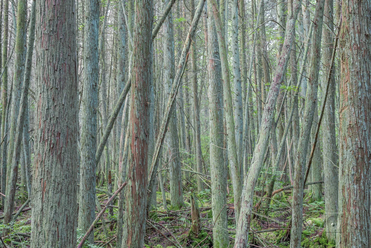 cedar bog, shinns branch