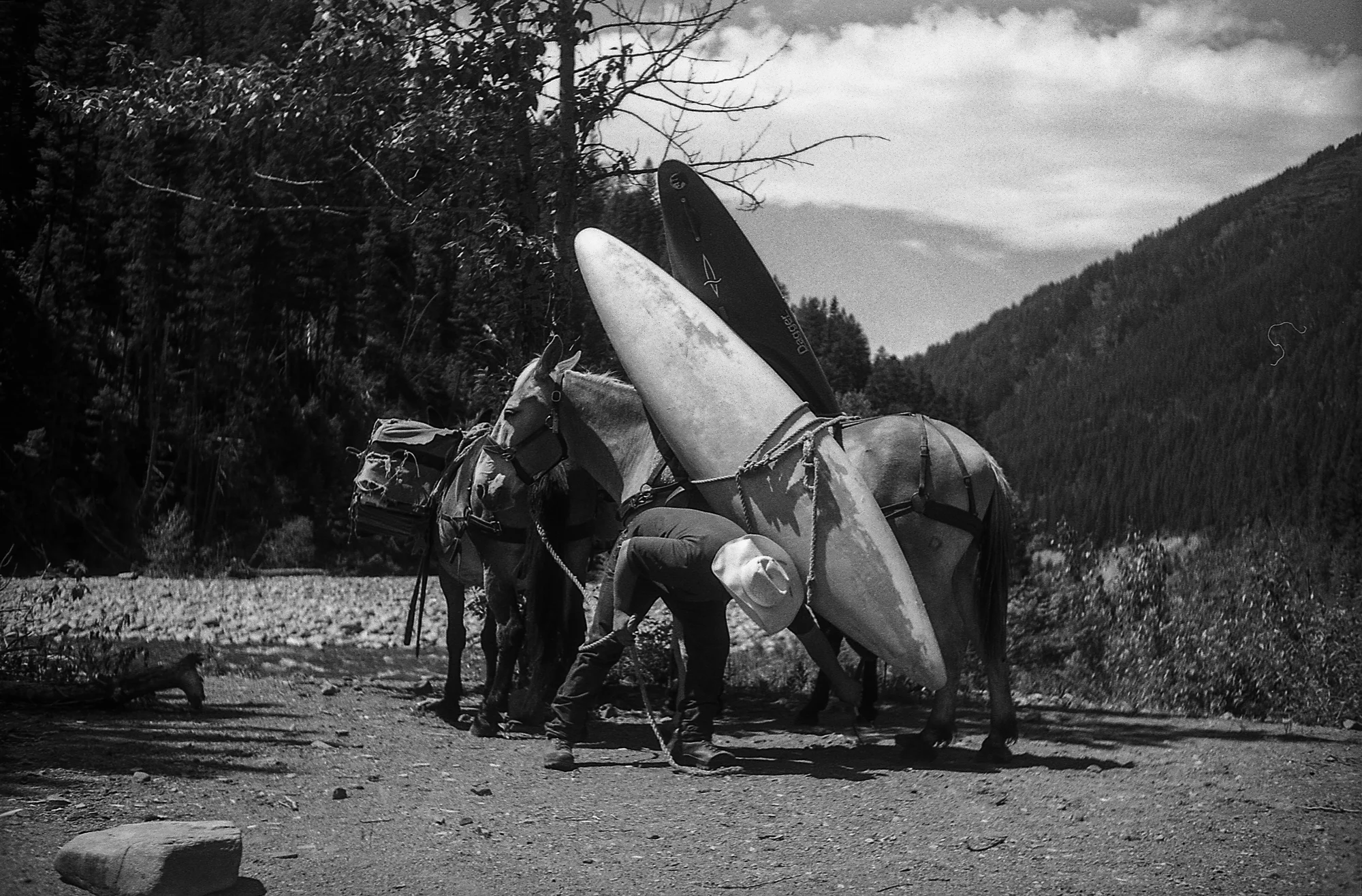 Mule packed kayaks on the Middle Fork of the Flathead River, Montana (2018)