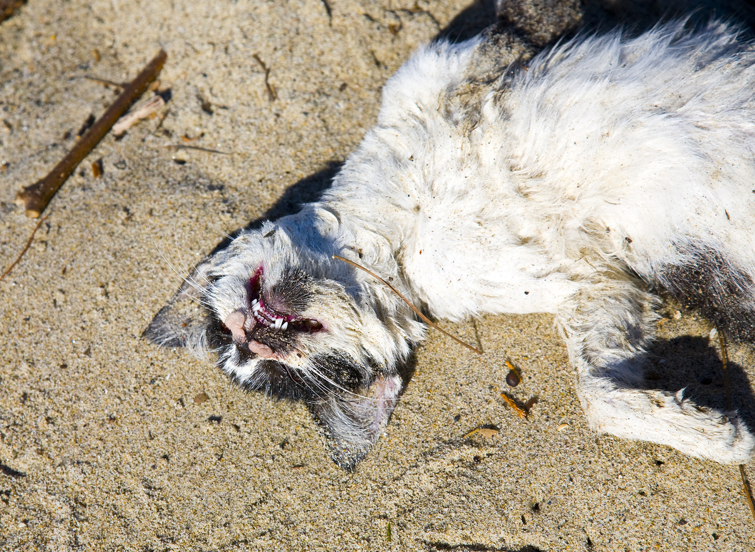 WASHED UP CAT ON SANTA MONICA BEACH.jpg