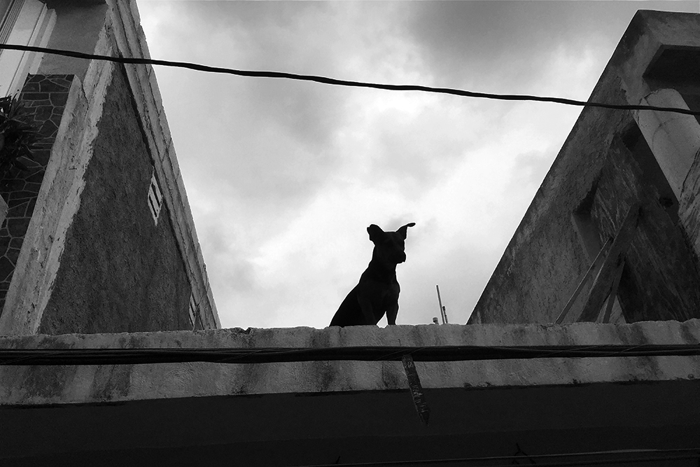 1_DOG ON A ROOF, ISLA MUJERES, MEXICO.jpg