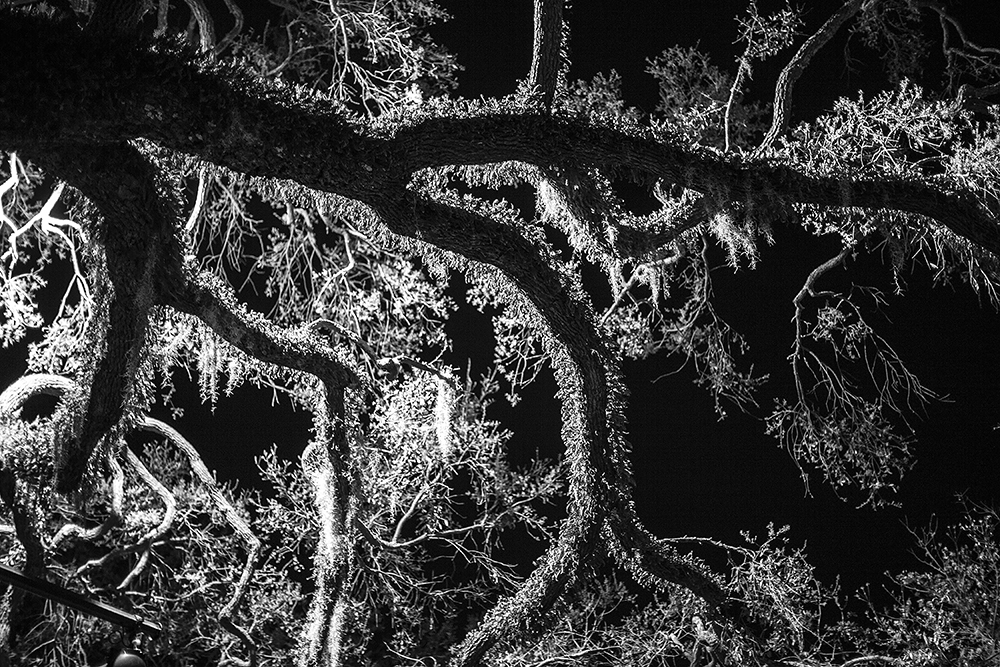 5_TREE AT NIGHT, SAVANNAH, GA.jpg