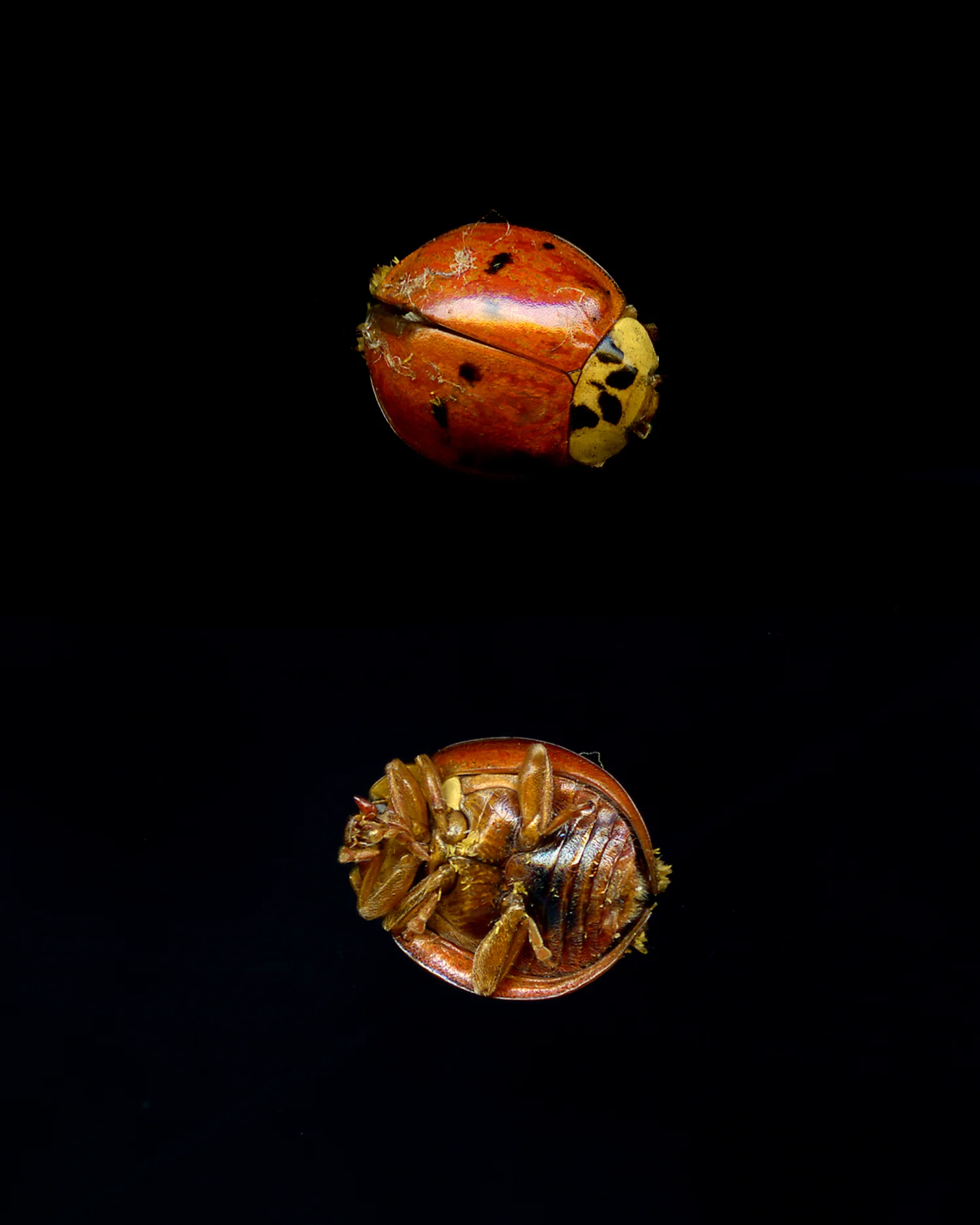 BATHROOM LADYBUG