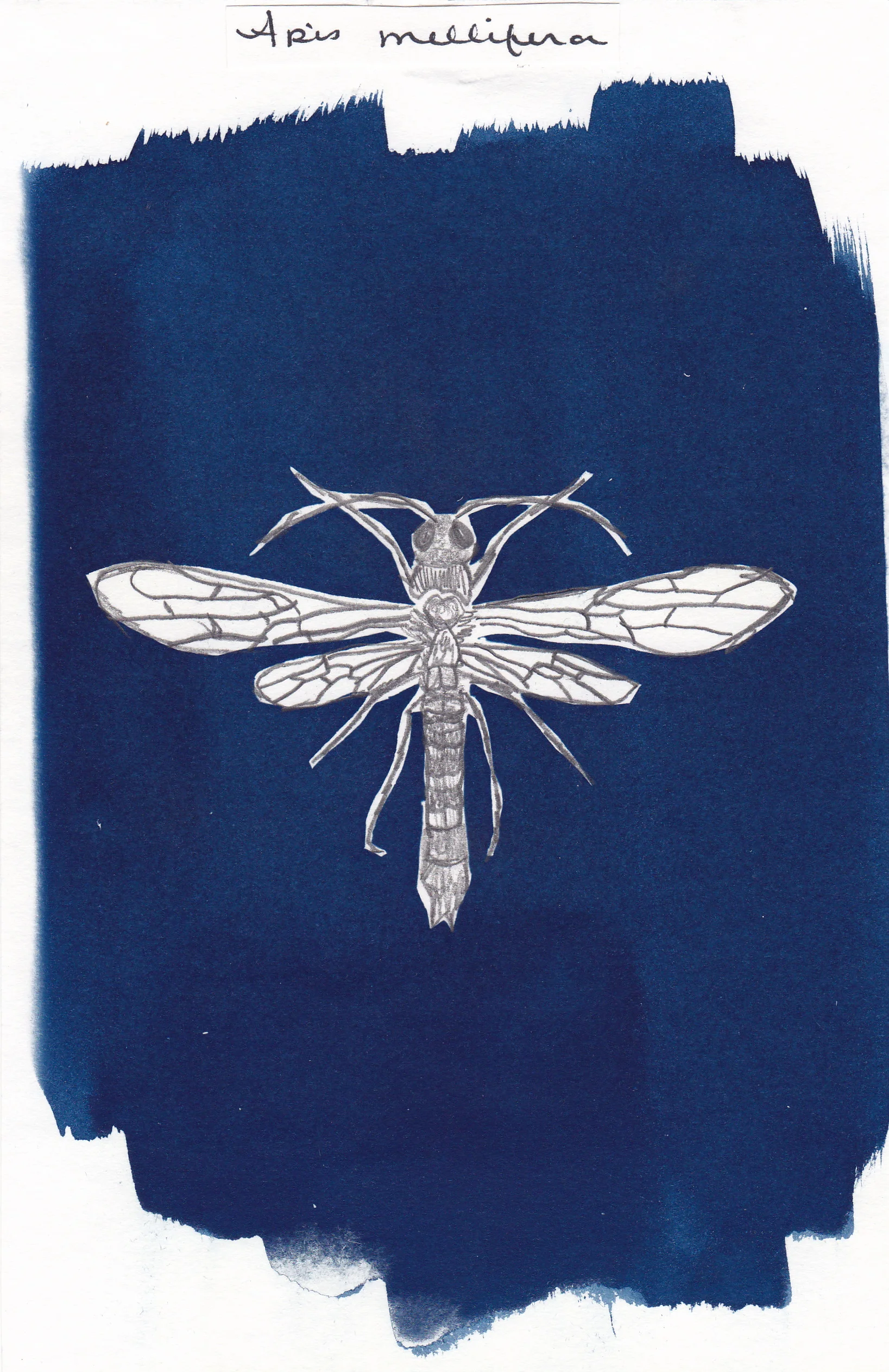 cyanotype + graphite