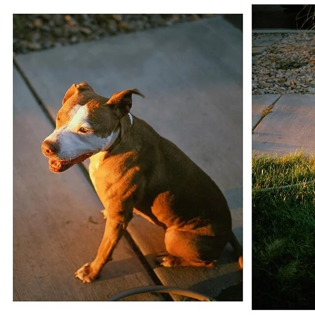 10.28.19 Miss Lady has been adopted and will be going to her forever home week! On Thursday we will be saying goodbye with the heaviest of hearts. She was such a wonderful dog to foster and I feel like my heart grew a lil bit during her time with us.