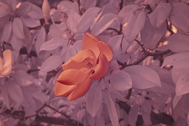 Glenstone Museum June 18 INFRARED (5).jpeg