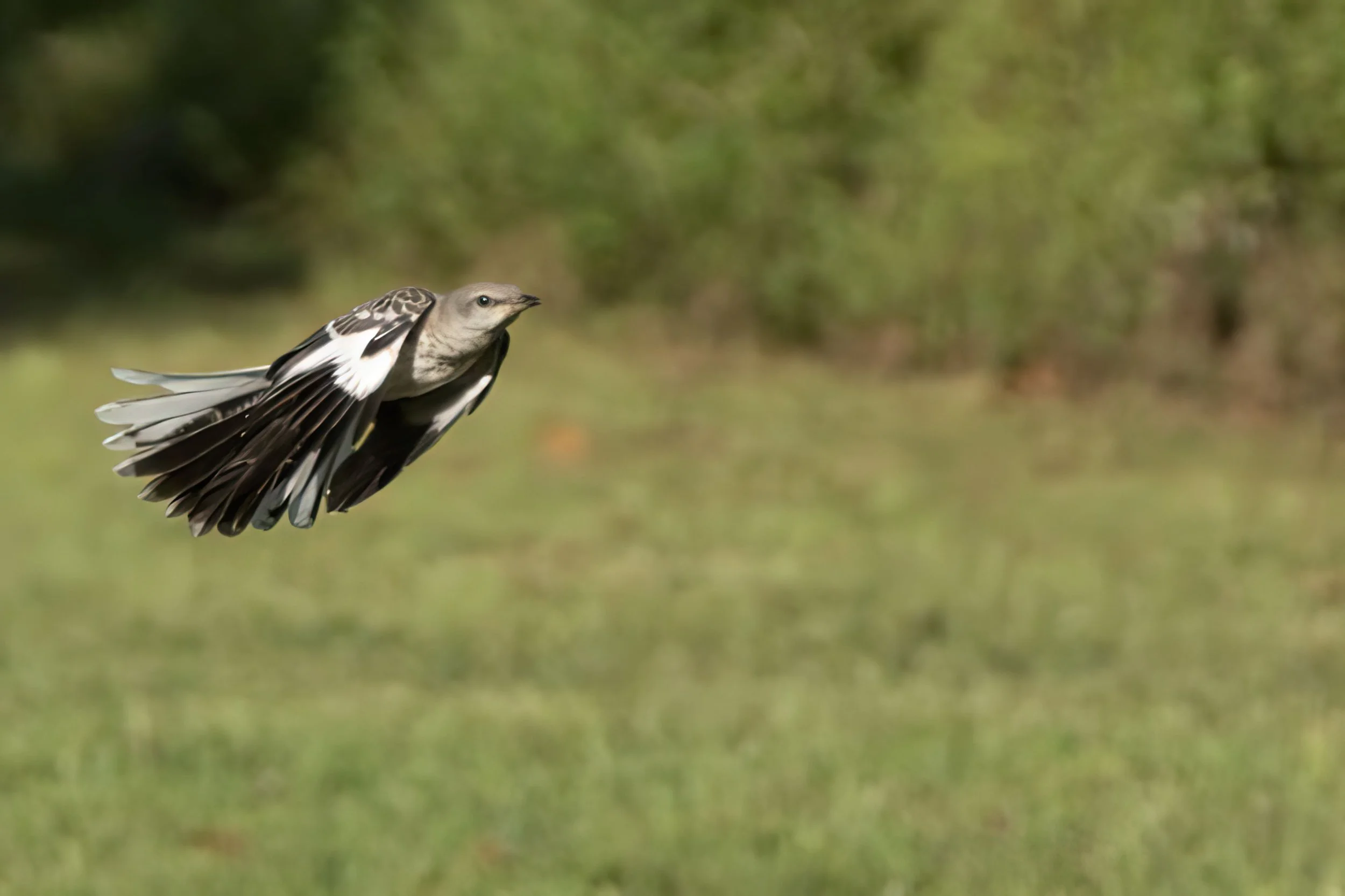 Bird Walk Wheaton Regional Park.jpeg