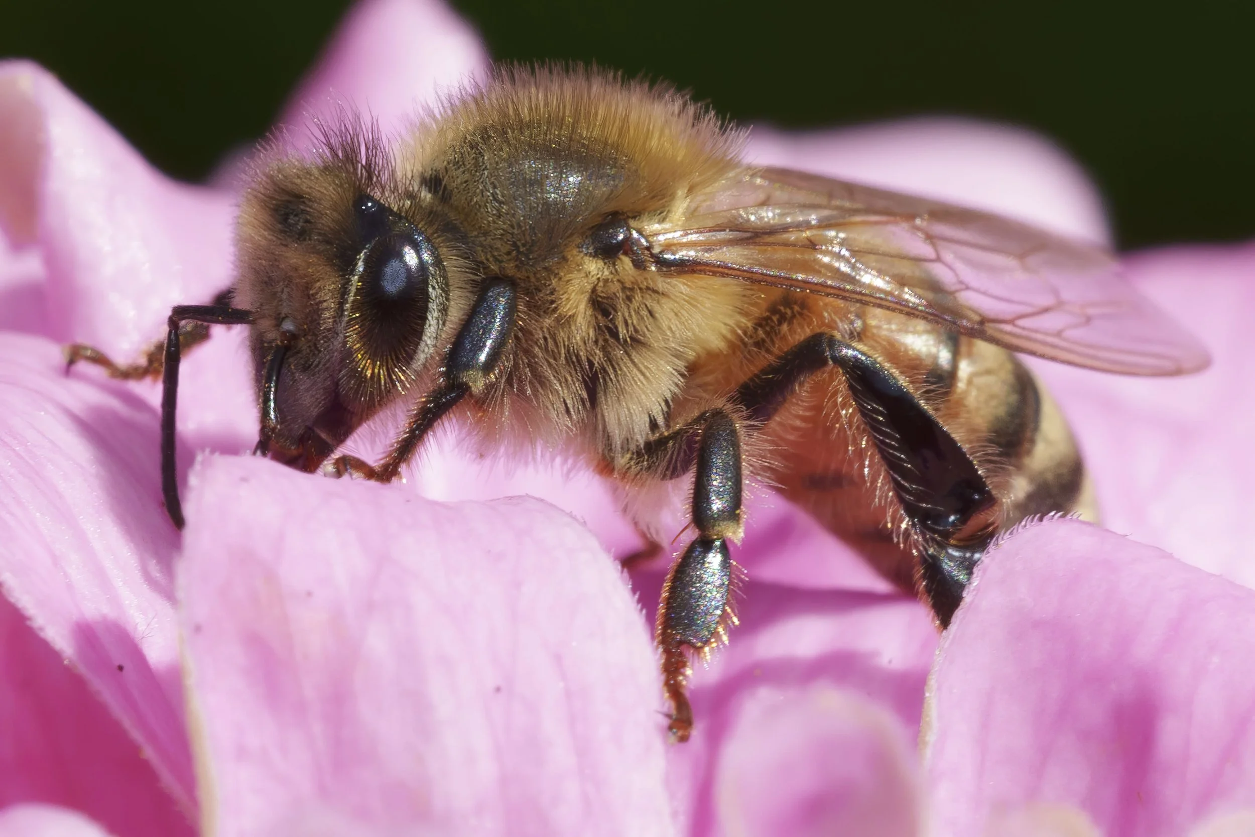 Brookside Gardens July 20.jpeg