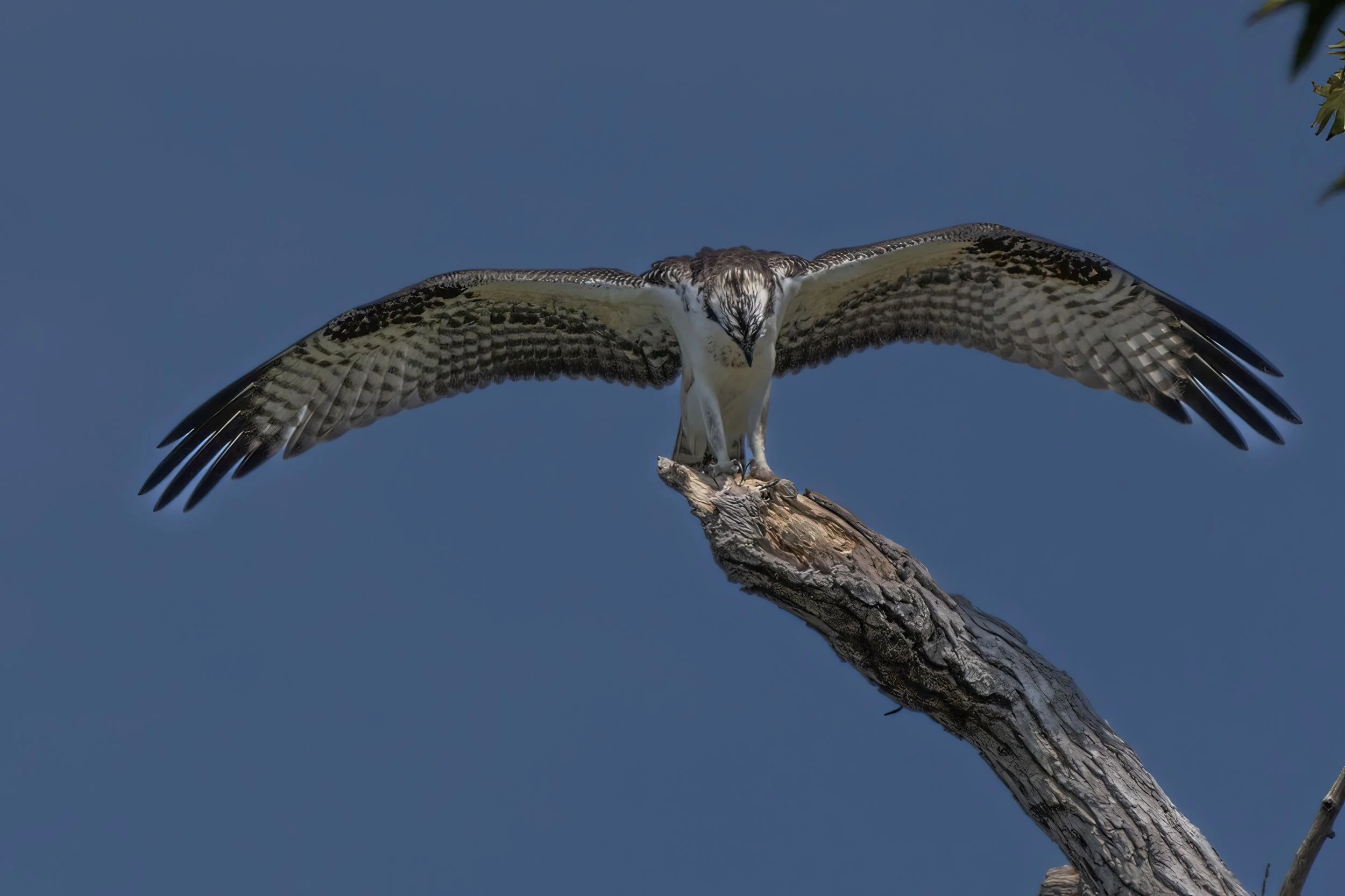 Royal Oak MD Marika Visit  423-Edit.jpeg