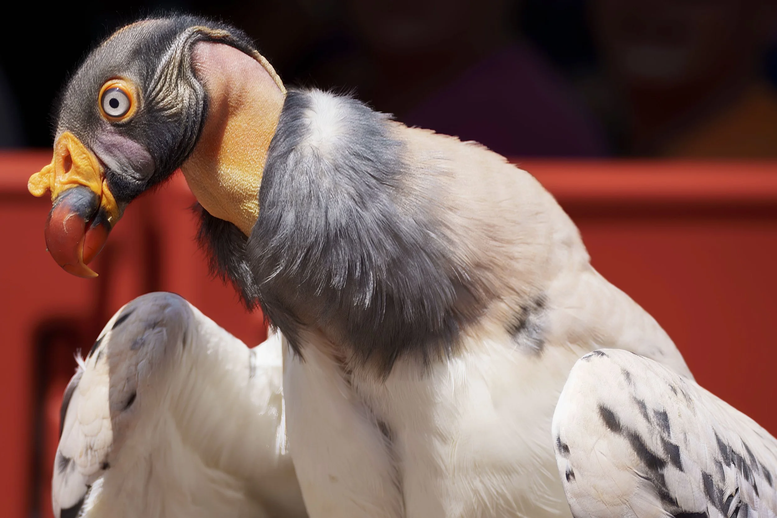 The Zoo August 26  119-Edit.jpeg