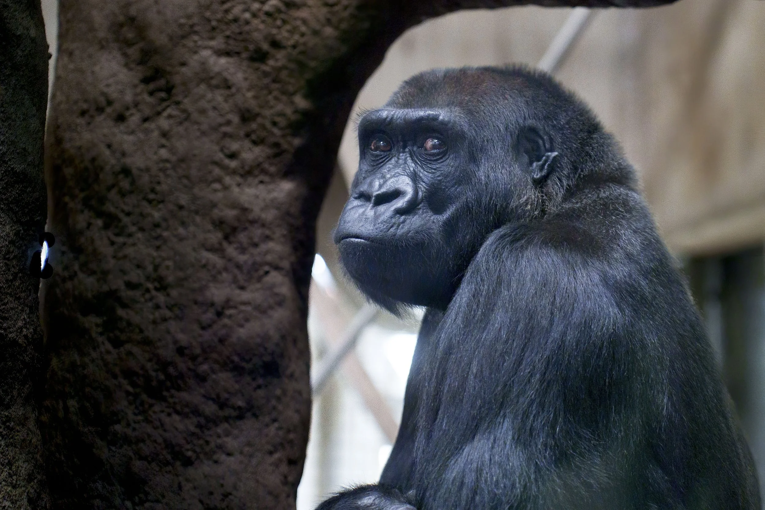 The Zoo August 26  163-Edit.jpeg