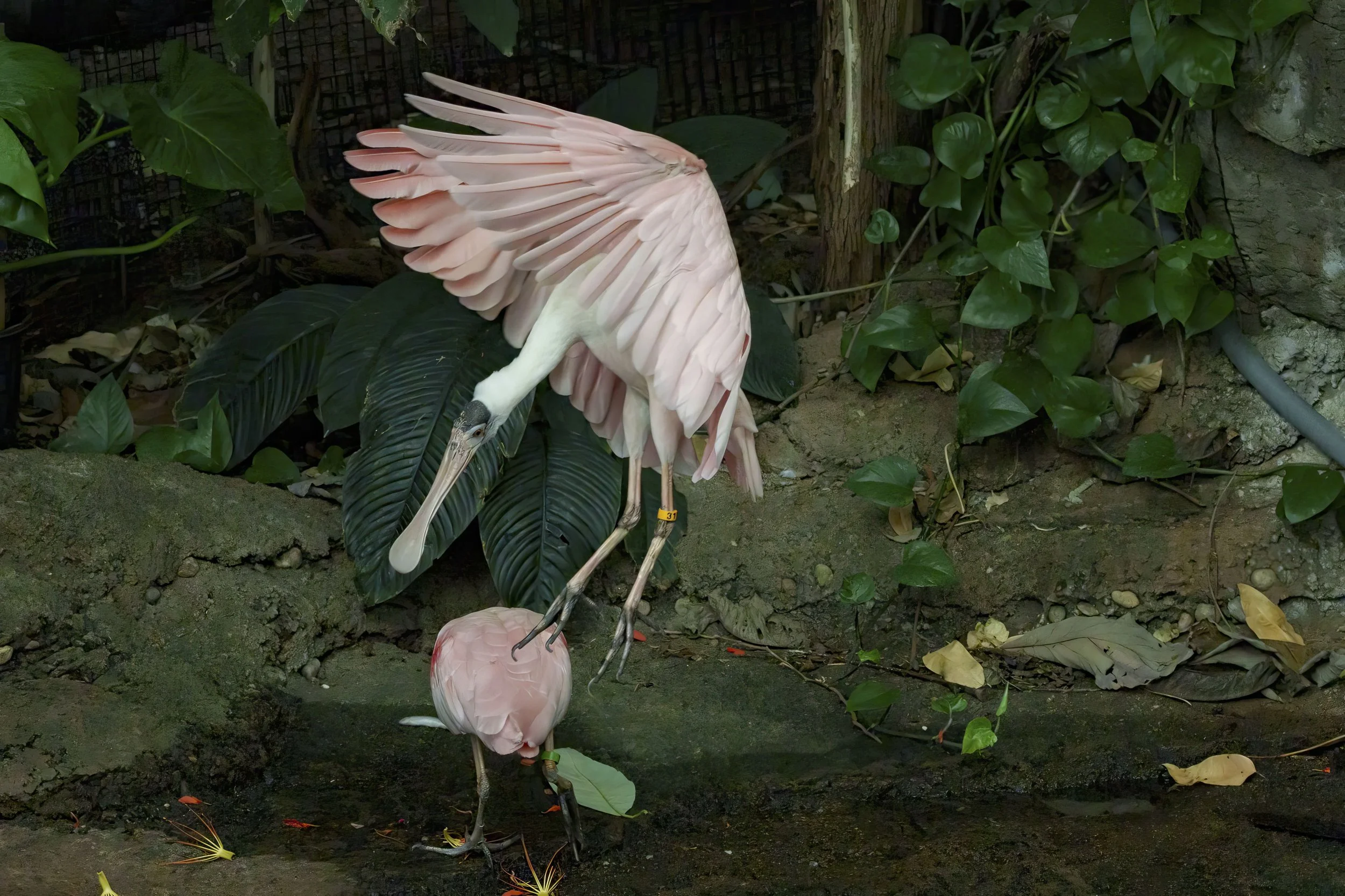 The Zoo August 26  384-Edit.jpeg