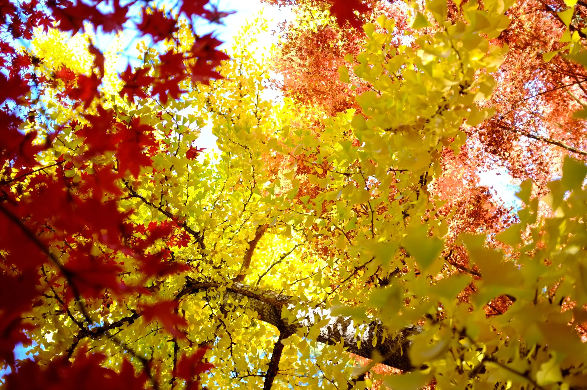 Fall colors at Lithia Park in Ashland, Oregon