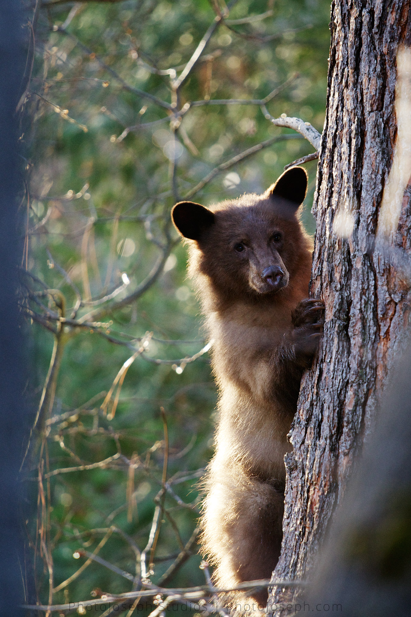 Black Bears, Oredson Todd Woods, Oregon