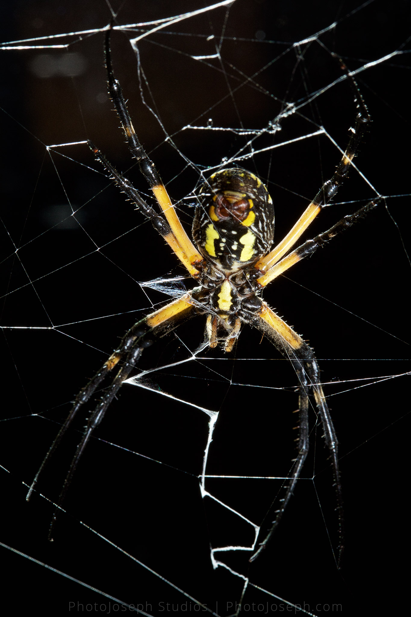  Argiope aurantia Spider http://en.wikipedia.org/wiki/Argiope_aurantia near Lake Hartwell, Anderson, South Carolina 