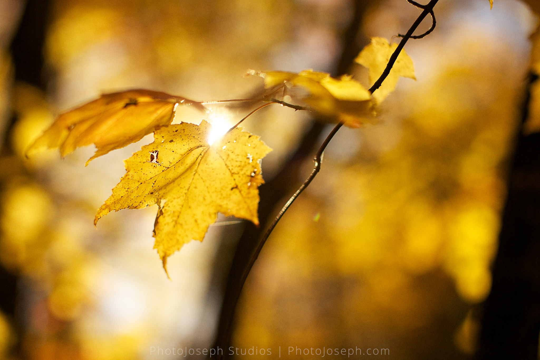 5F-PhotoJoseph-FallColors_8471.jpg