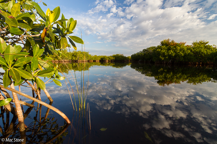 MacStone_Florida_Everglades-0749.jpg