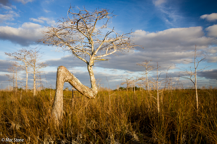 MacStone_Florida_Everglades-1774.jpg