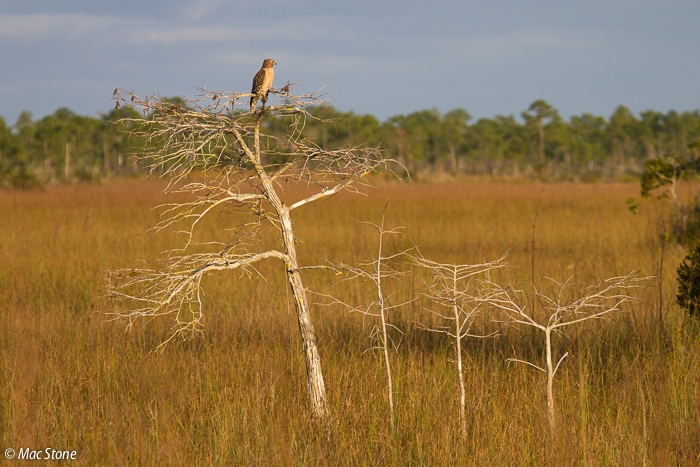 MacStone_Florida_Everglades-1780.jpg