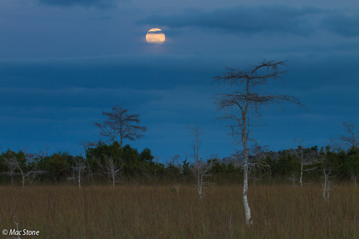 MacStone_Florida_Everglades-1783.jpg