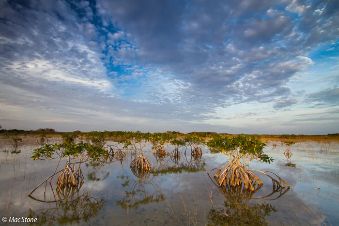 MacStone_Florida_Everglades-1919.jpg