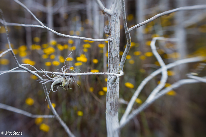 MacStone_Florida_Everglades-2459.jpg