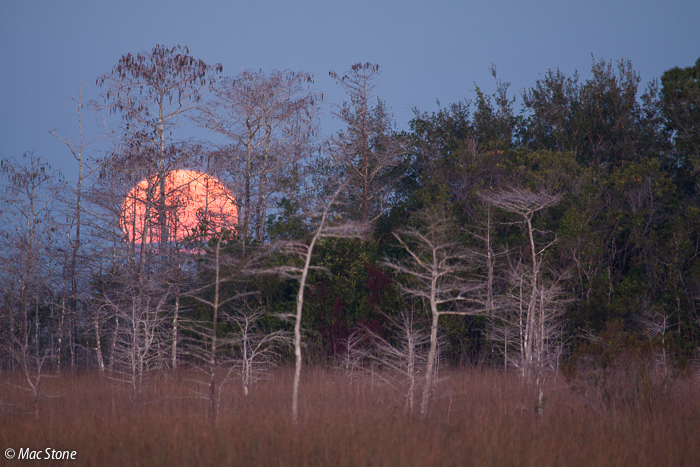 MacStone_Florida_Everglades-2764.jpg