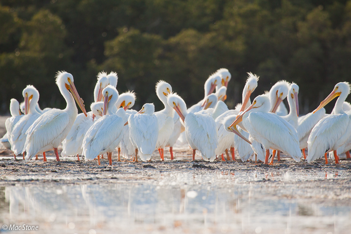 MacStone_Florida_Everglades-3096.jpg