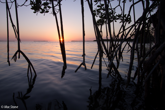 MacStone_Florida_Everglades-0005.jpg