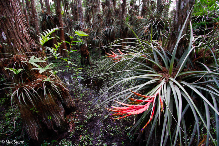 MacStone_Florida_Everglades-1914.jpg