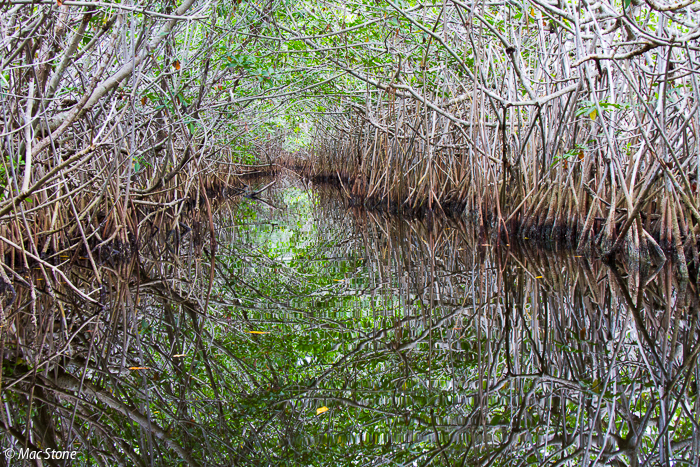 MacStone_Florida_Everglades-2649.jpg