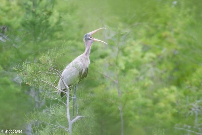 MacStone_Florida_Everglades-3149.jpg