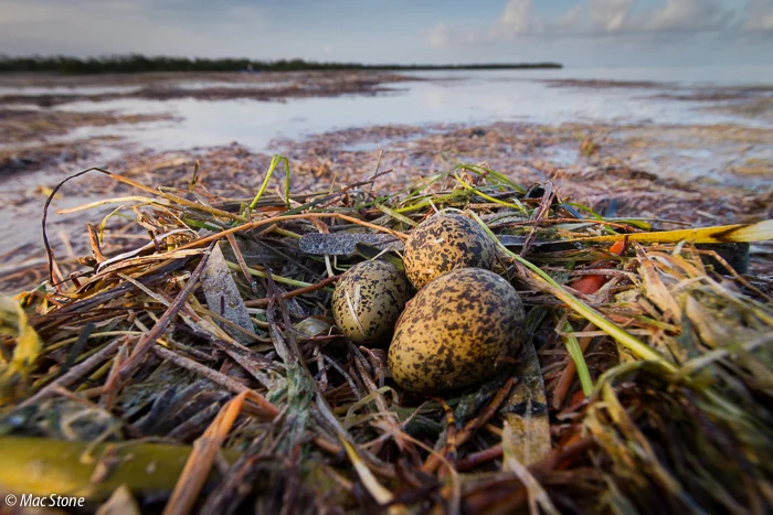 MacStone_Florida_Everglades-3422.jpg
