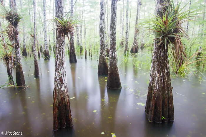 MacStone_Florida_Everglades-9480.jpg