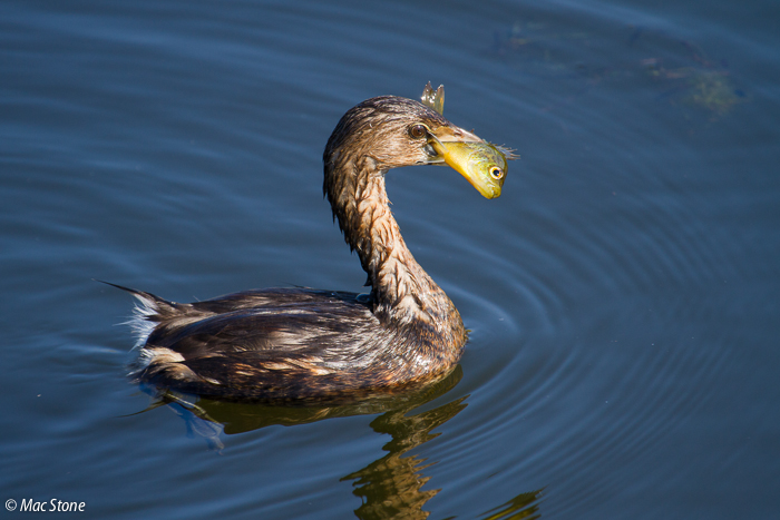 MacStone_Florida_Everglades-2626.jpg