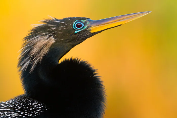 MacStone_Florida_Everglades-3490.jpg