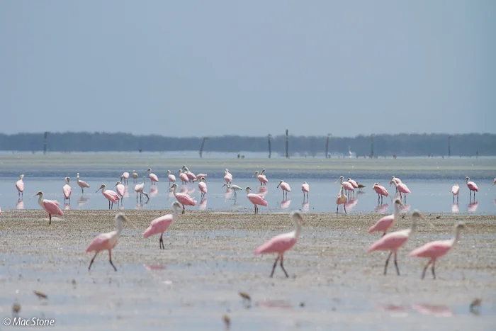 MacStone_Florida_Everglades-6004.jpg