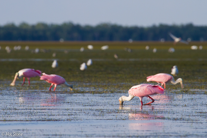 MacStone_Florida_Everglades-8093.jpg