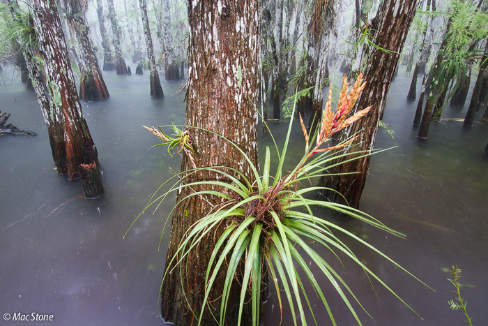 MacStone_Florida_Everglades-9488.jpg