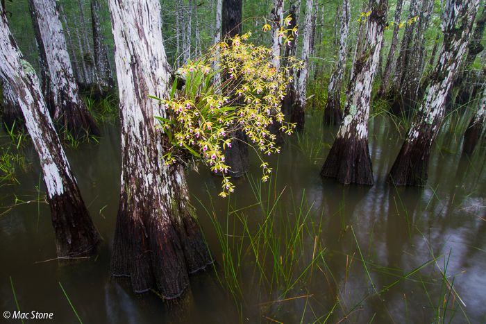 MacStone_Florida_Everglades-9527.jpg