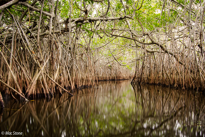 MacStone_Florida_Everglades-9655.jpg